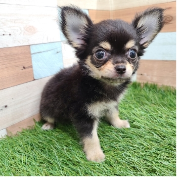 animal_image