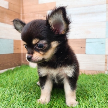 animal_image