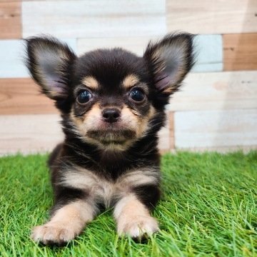 animal_image