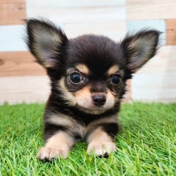 animal_image
