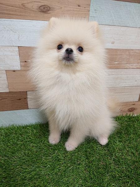 animal_image