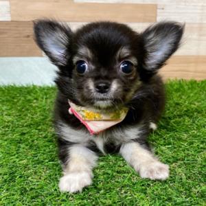 animal_image