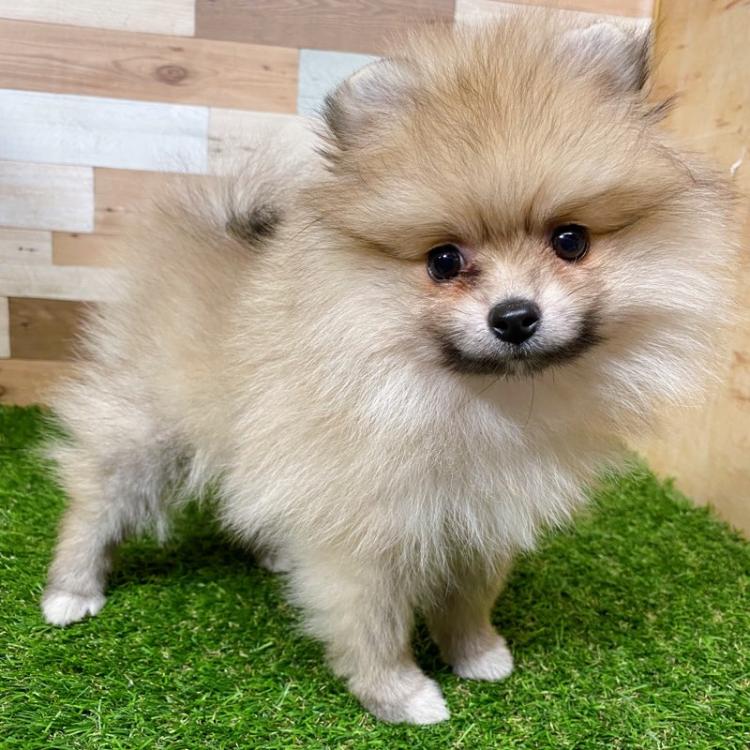 animal_image