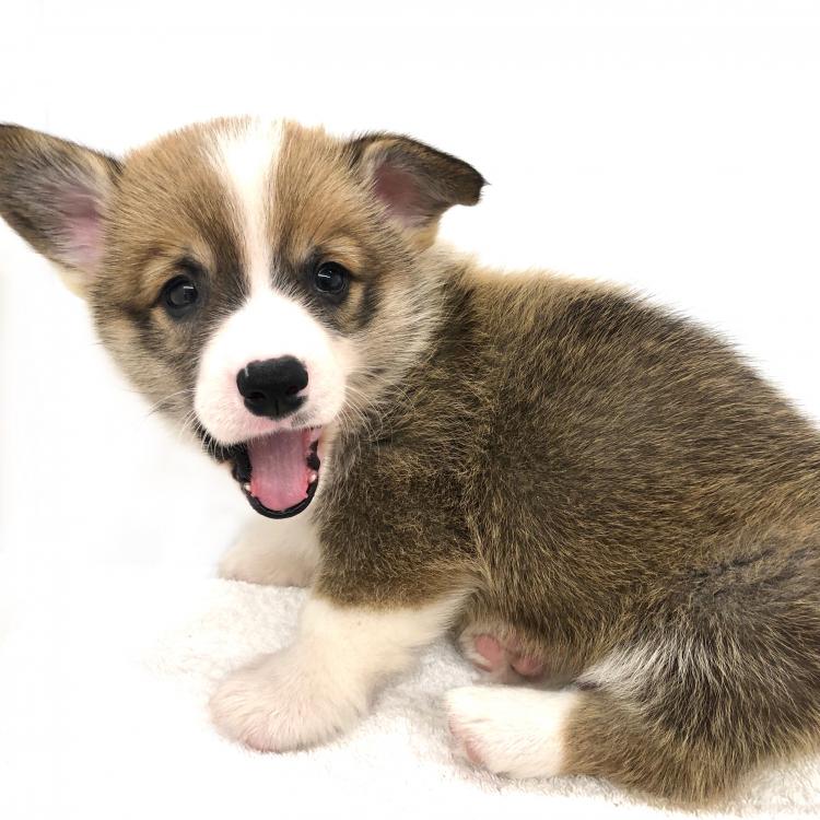 animal_image