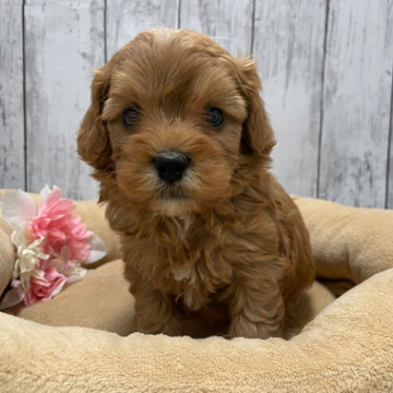 animal_image