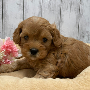 animal_image