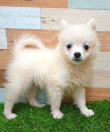 animal_image