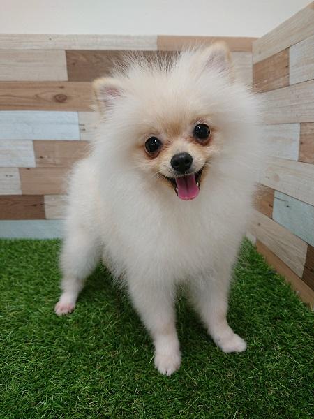 animal_image