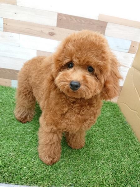 animal_image