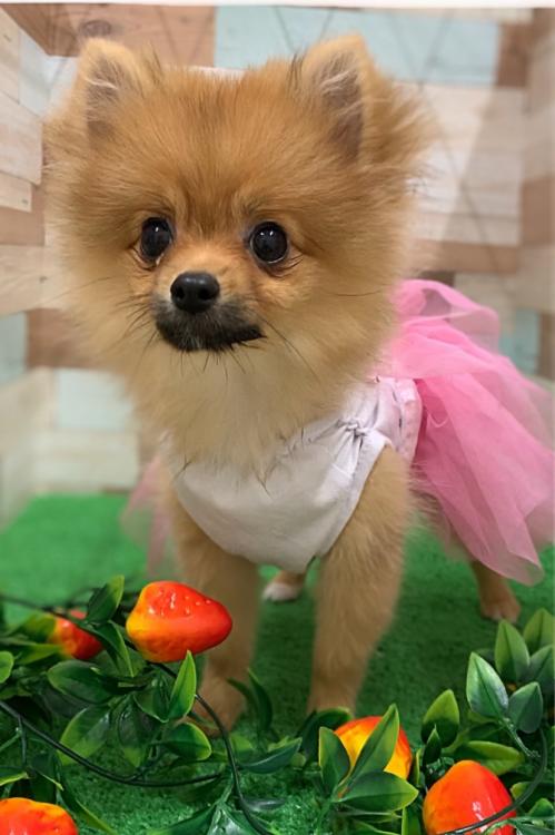 animal_image