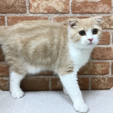 animal_image