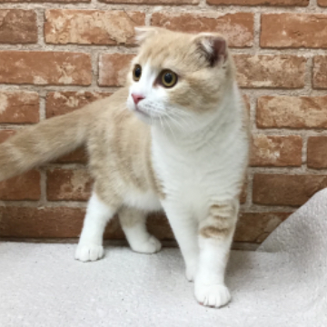 animal_image