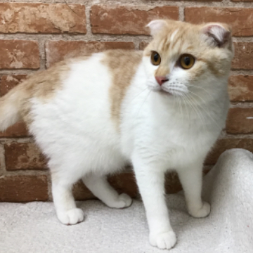animal_image