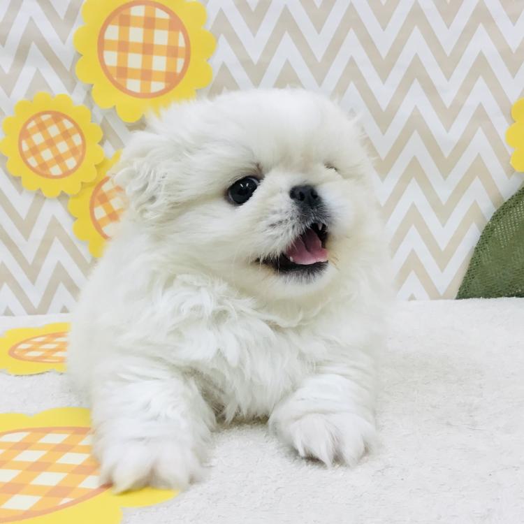 animal_image