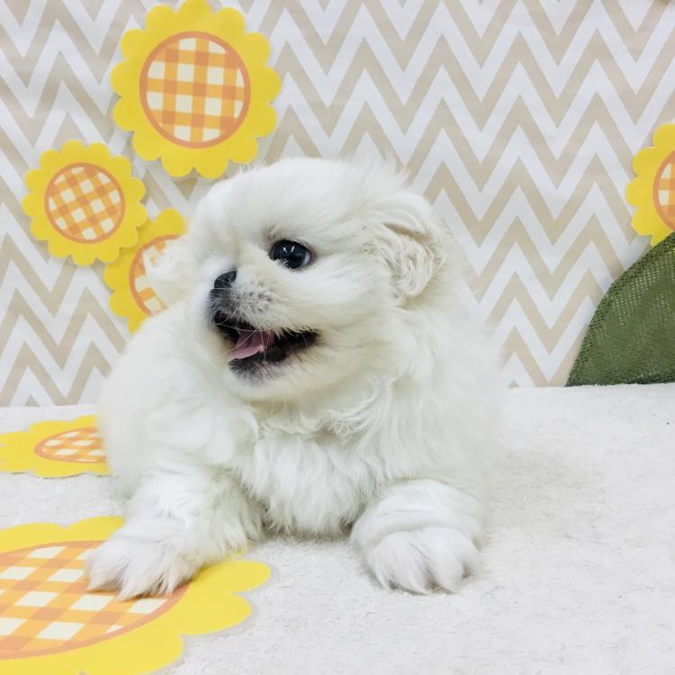 animal_image