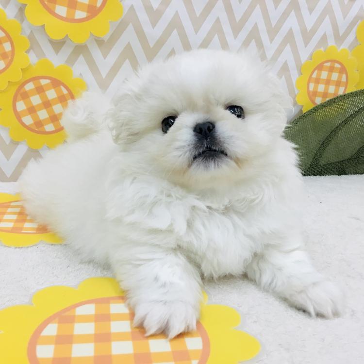 animal_image