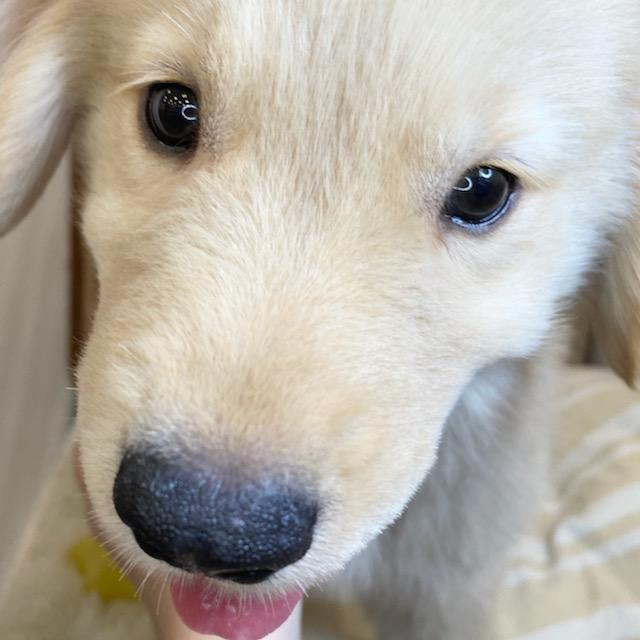 animal_image