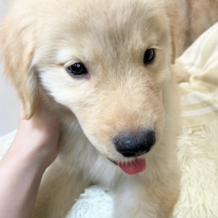 animal_image