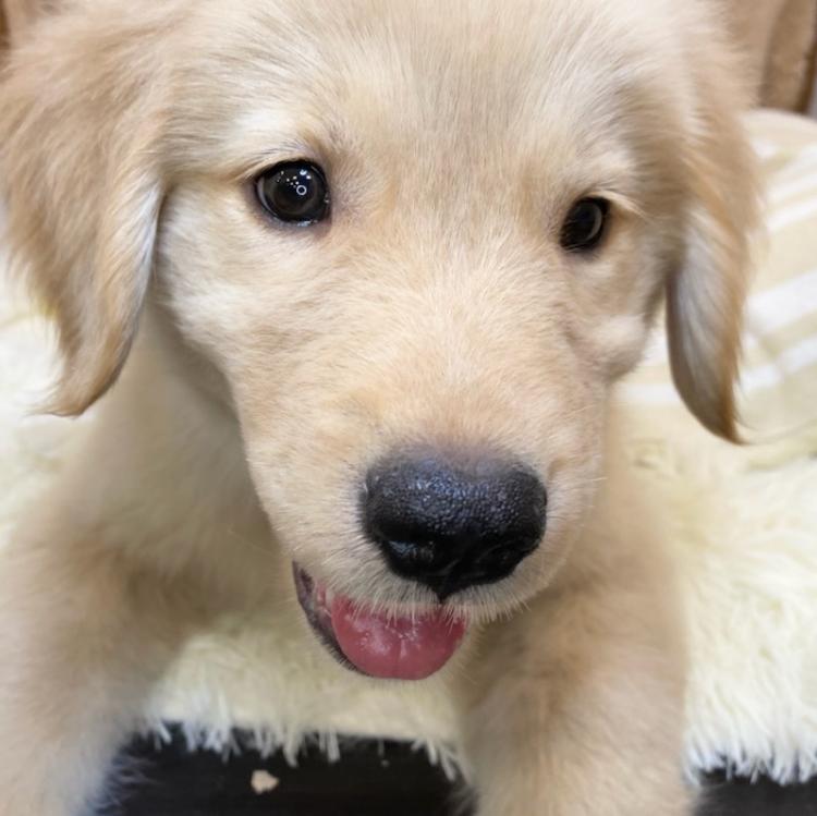 animal_image