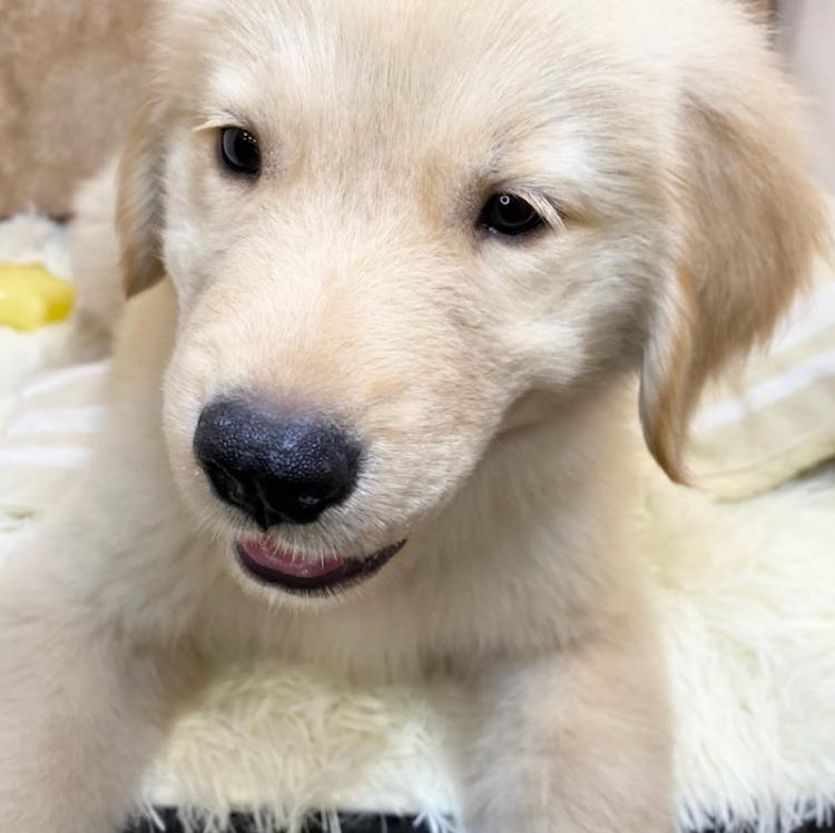 animal_image
