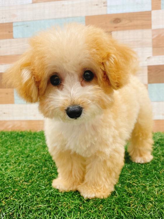 animal_image