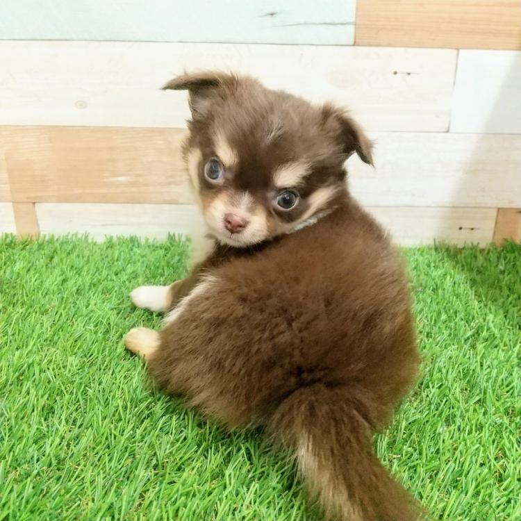animal_image