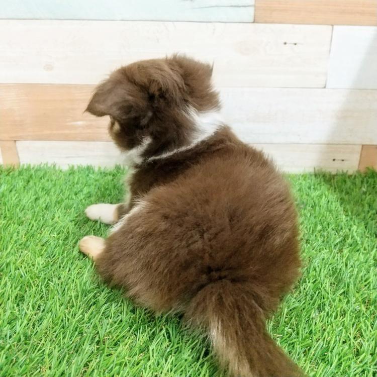 animal_image