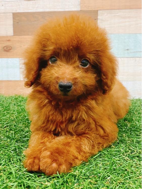 animal_image