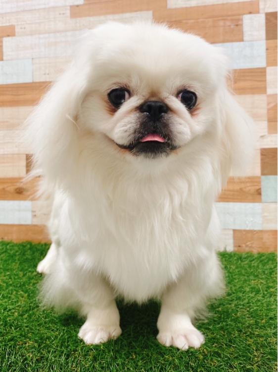 animal_image