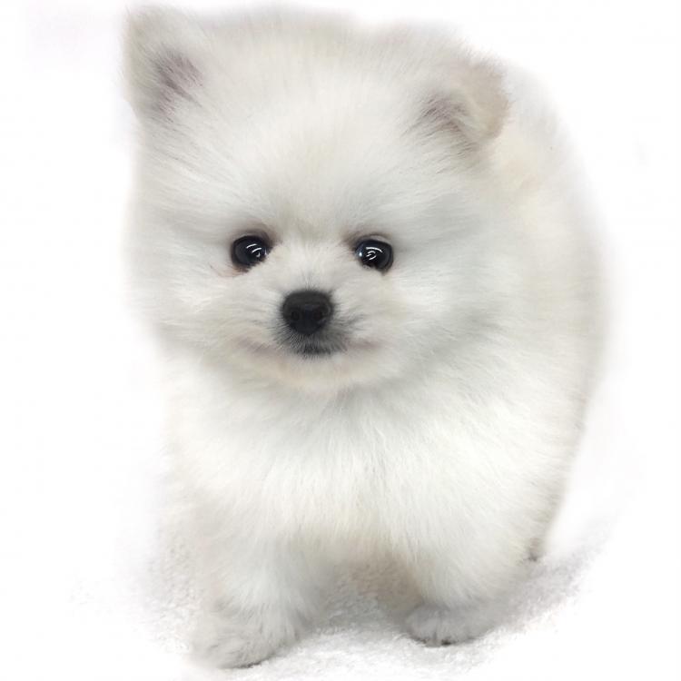 animal_image
