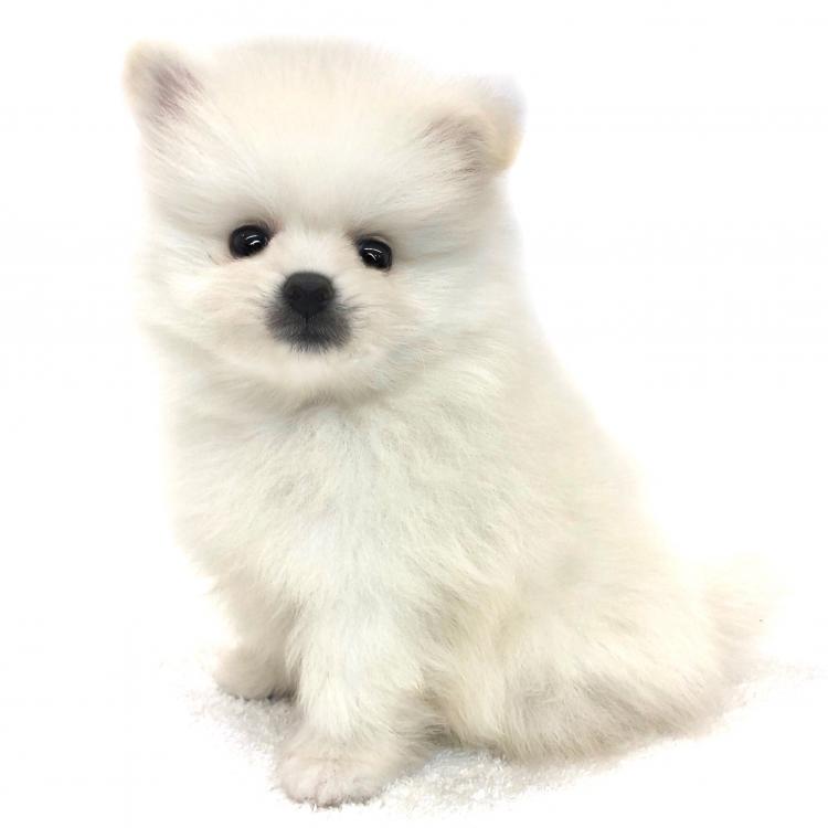 animal_image