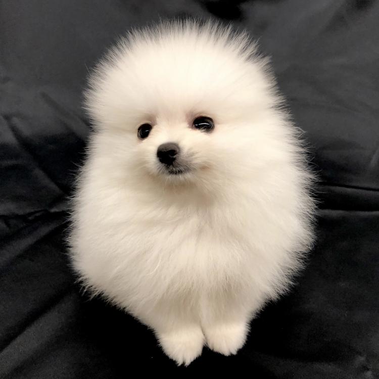 animal_image