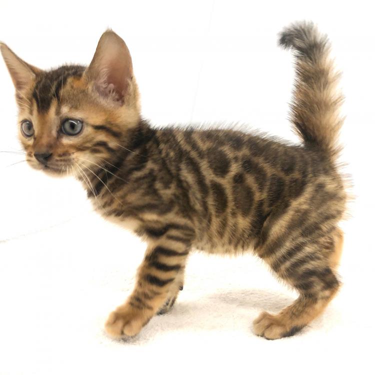 animal_image
