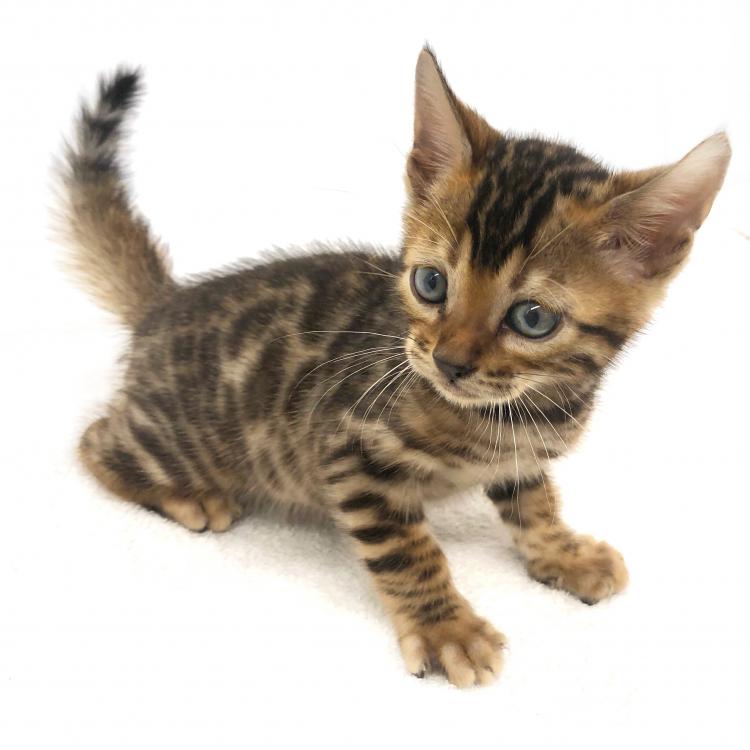 animal_image