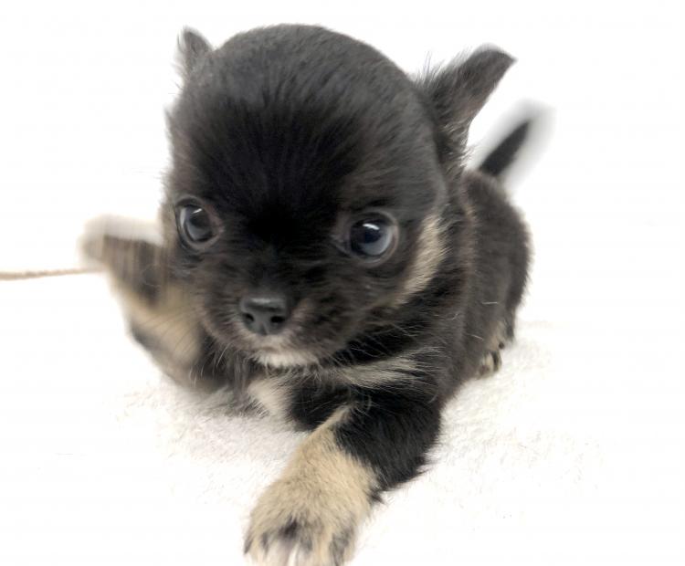animal_image