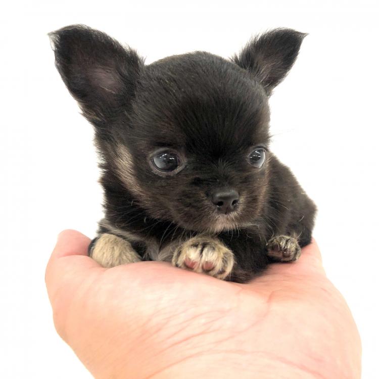 animal_image