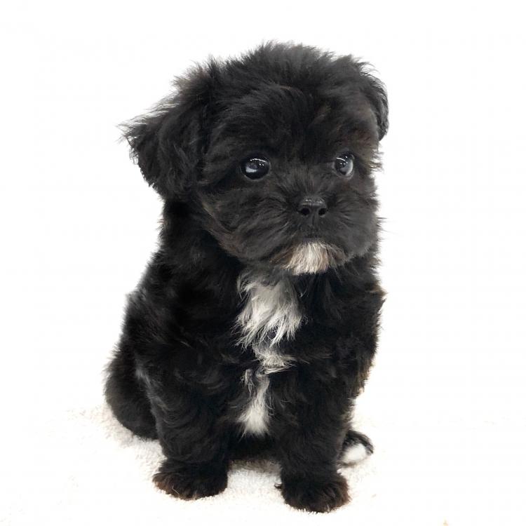 animal_image
