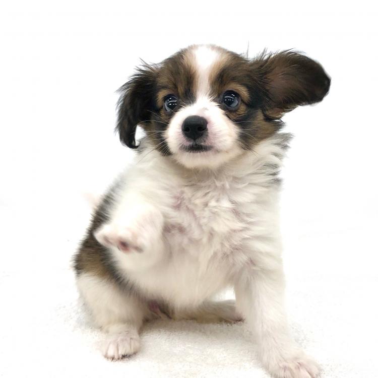 animal_image