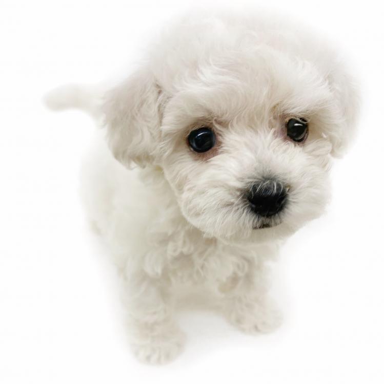 animal_image