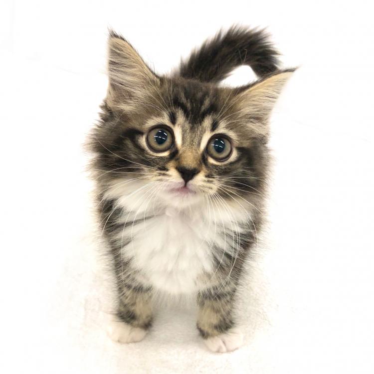 animal_image