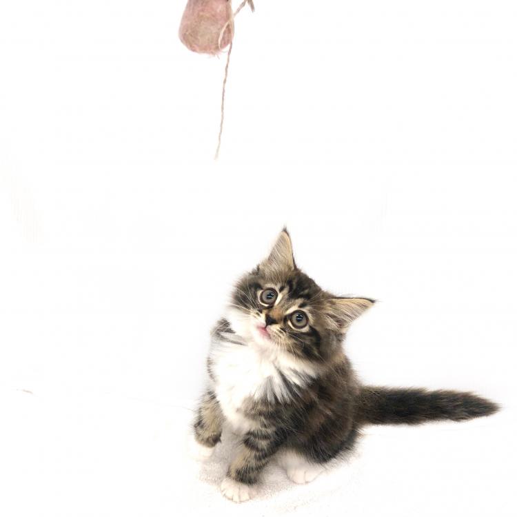 animal_image