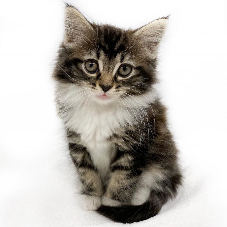 animal_image