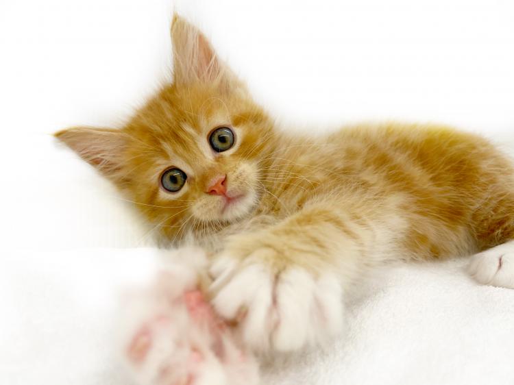 animal_image