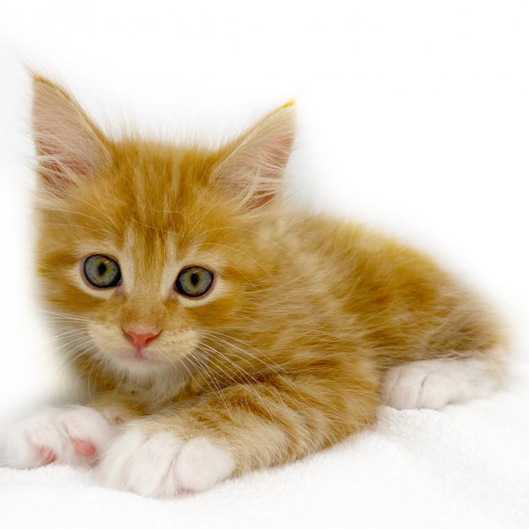 animal_image