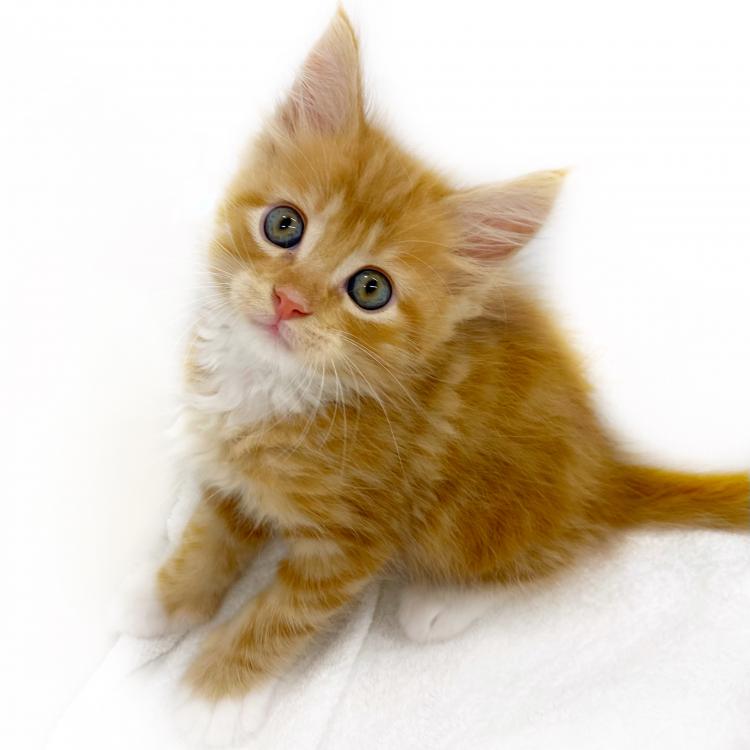 animal_image