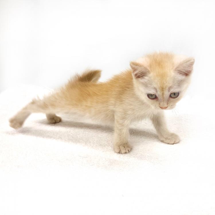 animal_image