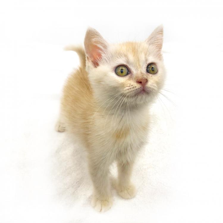 animal_image