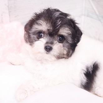 animal_image