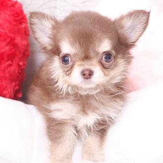 animal_image