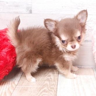 animal_image
